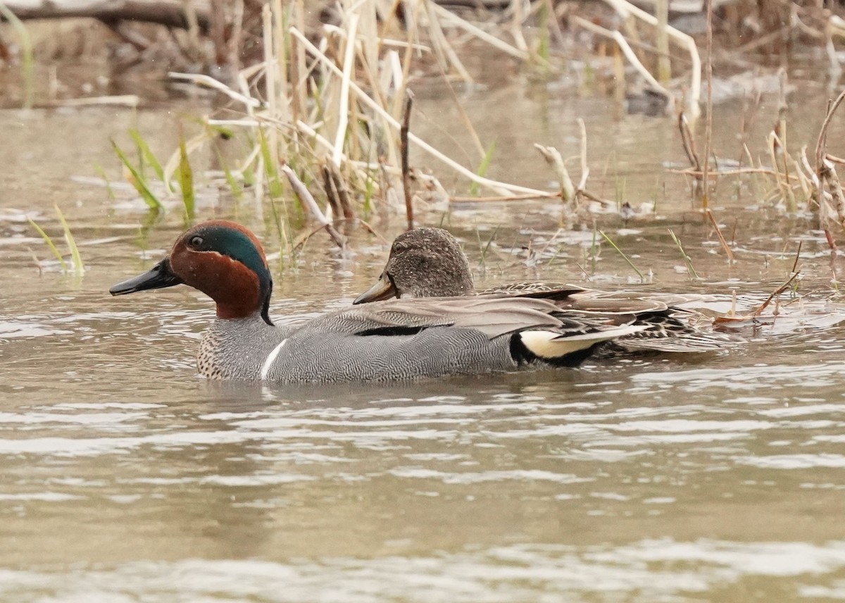 Green-winged Teal - ML618539491
