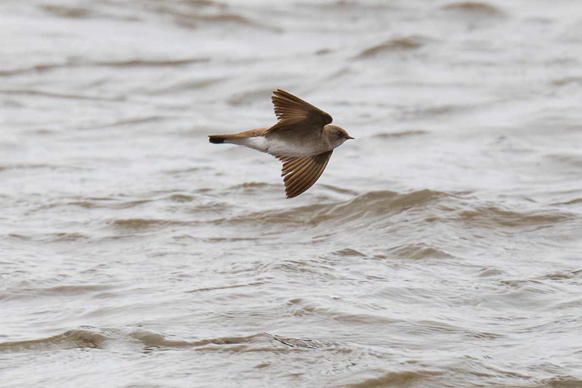 Northern Rough-winged Swallow - Robert Lussier