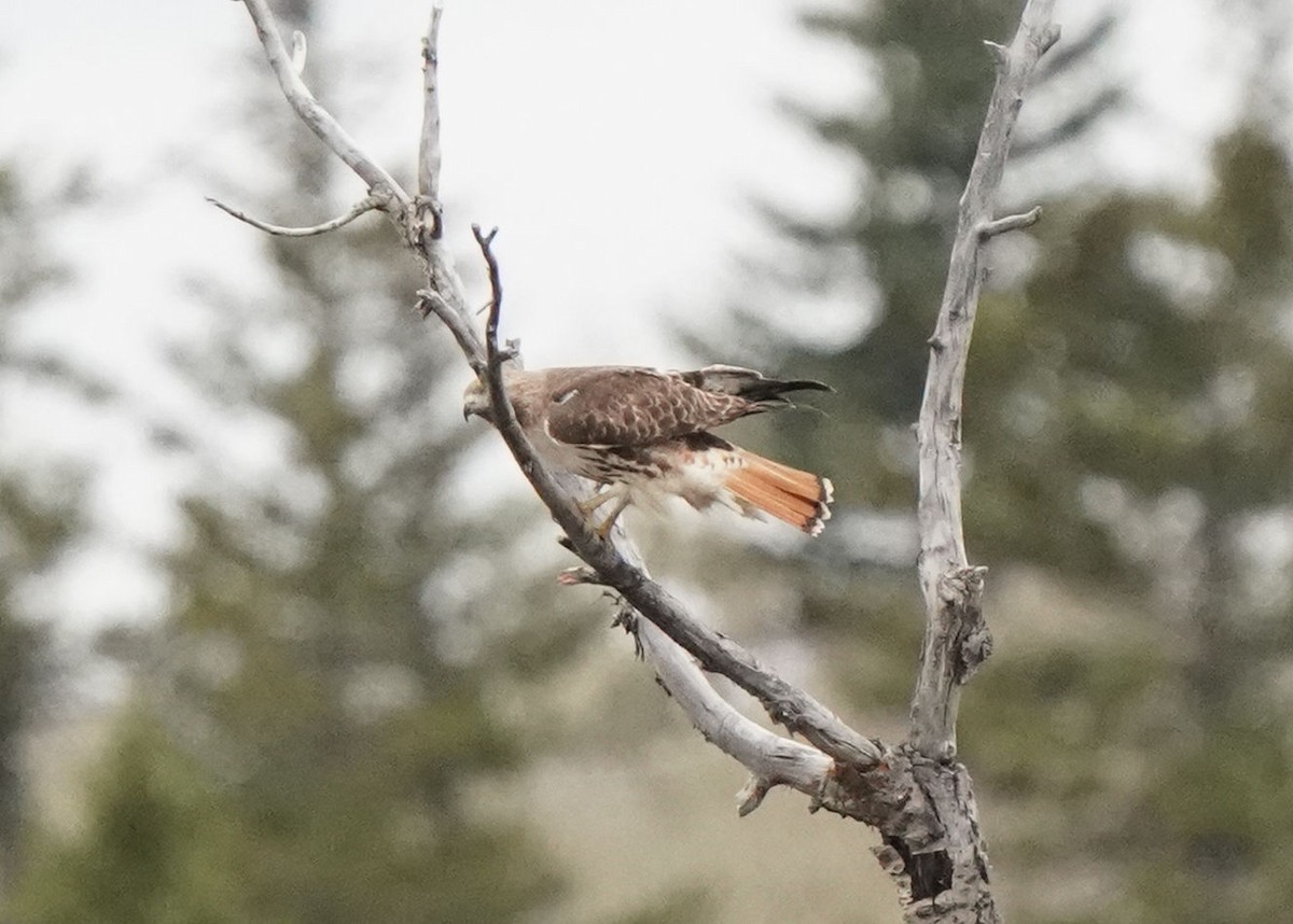 Rotschwanzbussard - ML618539598