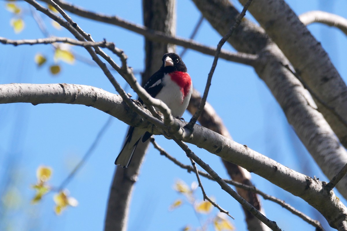 Rose-breasted Grosbeak - Sandeep Biswas