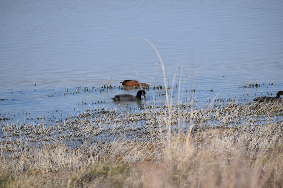 Cinnamon Teal - ML618539671