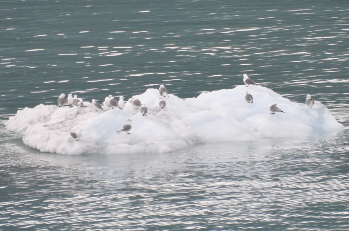 Black-legged Kittiwake - ML618539695