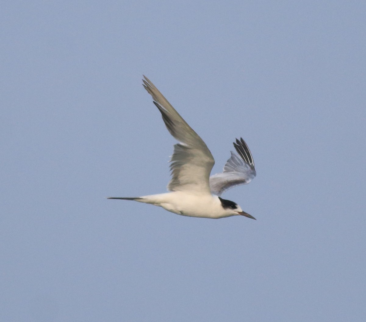 Common Tern - Afsar Nayakkan