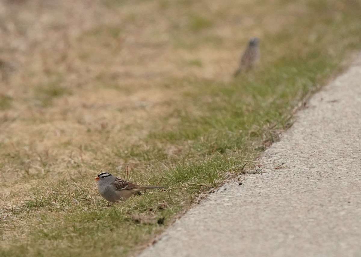 White-crowned Sparrow - ML618539730