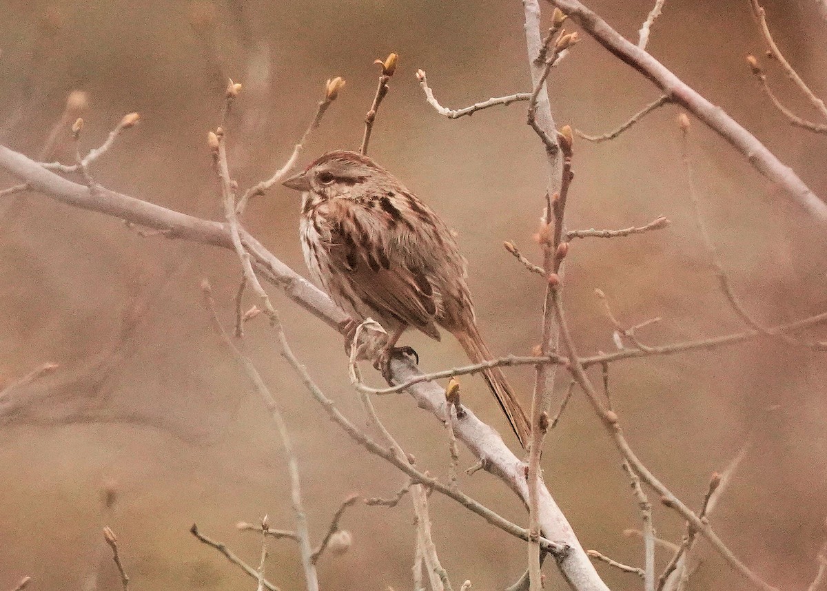 Song Sparrow - ML618539736