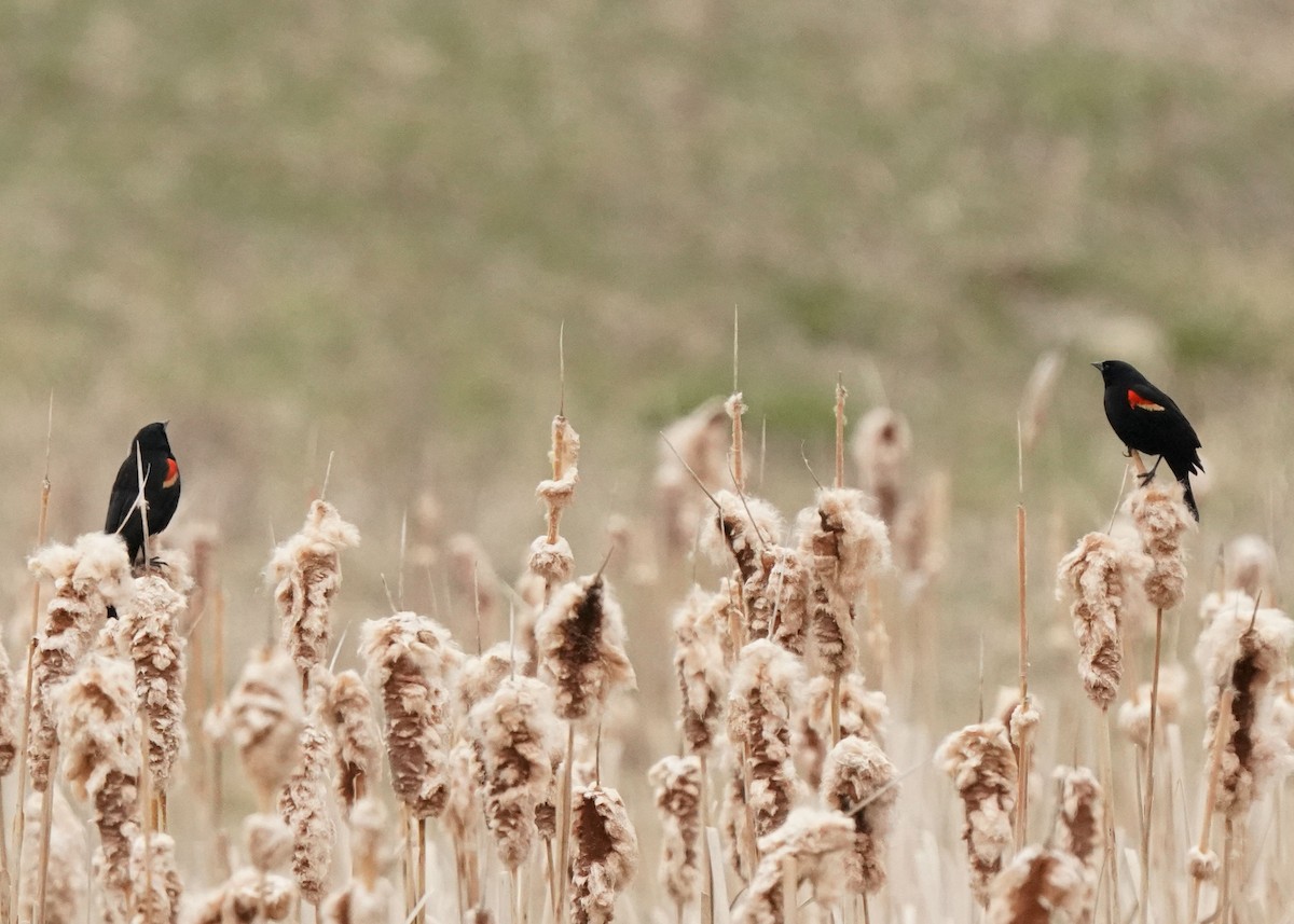 Red-winged Blackbird - ML618539739