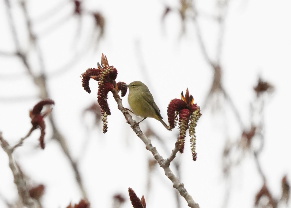 Orange-crowned Warbler - ML618539745