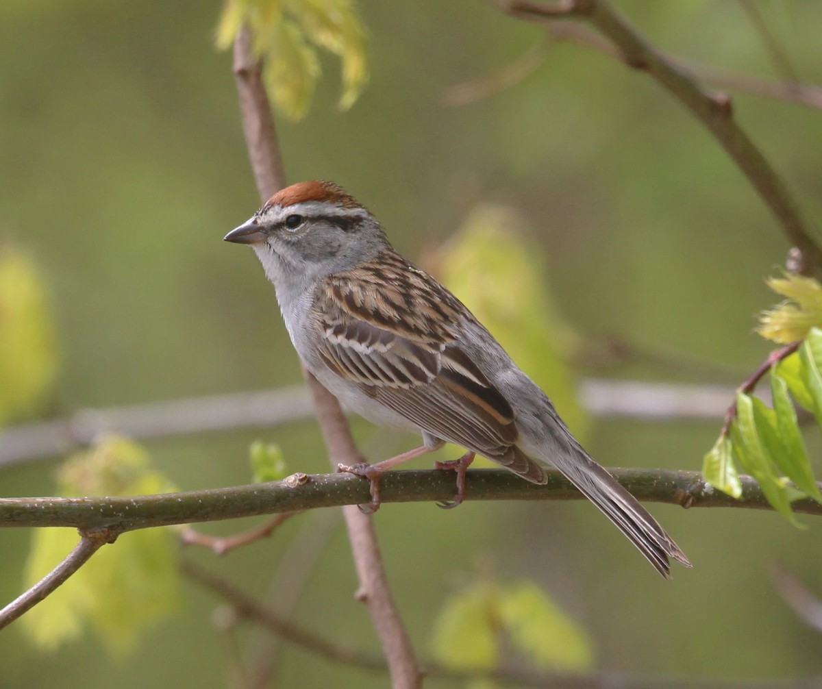 Chipping Sparrow - Theresa Gessing