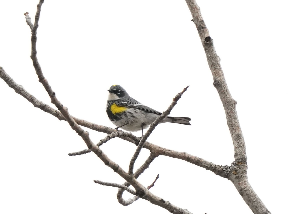 Yellow-rumped Warbler - ML618539756