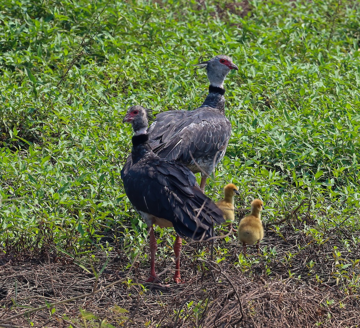 Southern Screamer - ML618539774