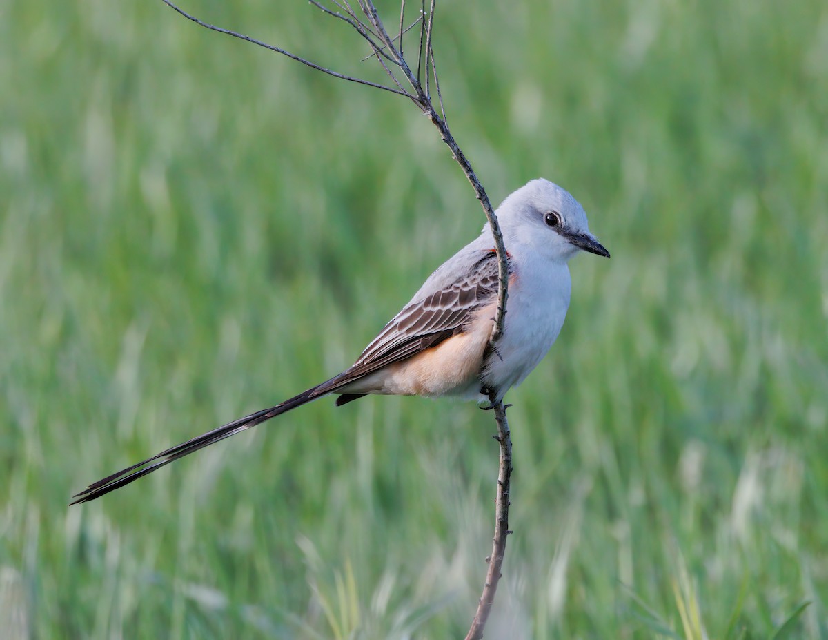 Scissor-tailed Flycatcher - Kirill Belashchenko