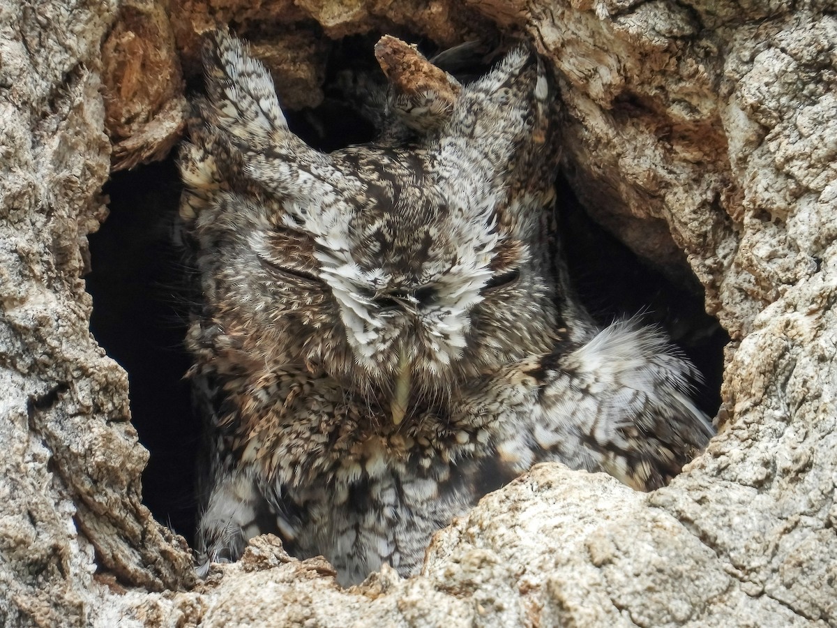 Eastern Screech-Owl - Doug Smith