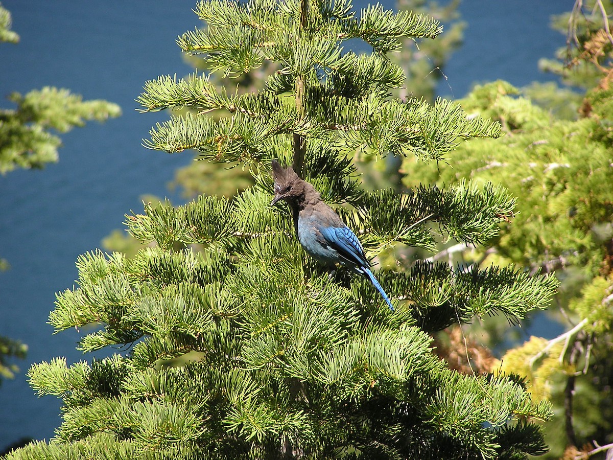 Steller's Jay - ML618539822