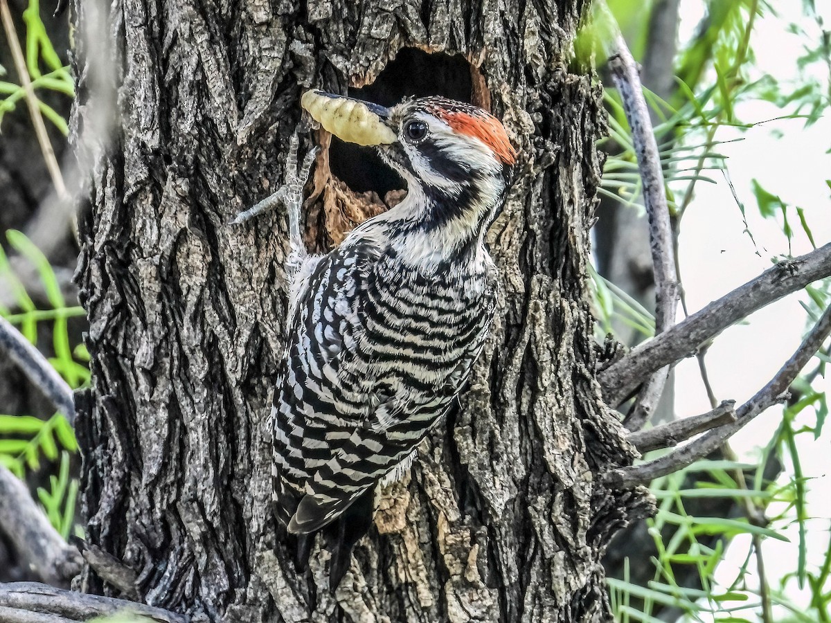 Ladder-backed Woodpecker - Doug Smith