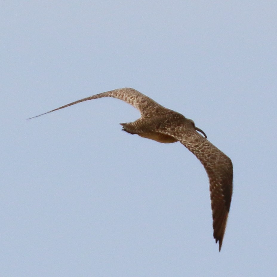 Whimbrel (Hudsonian) - ML618539831