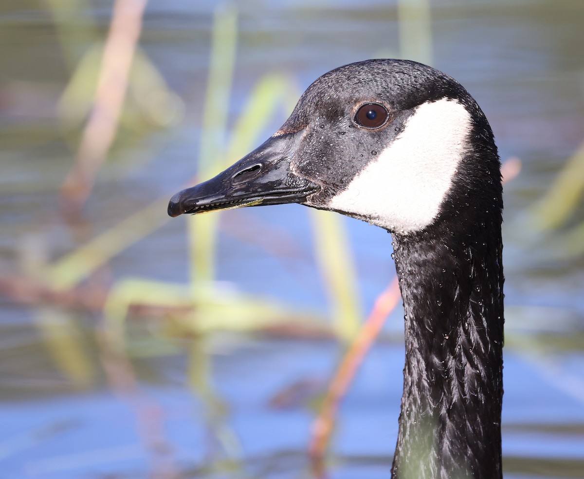 Canada Goose - ML618539854