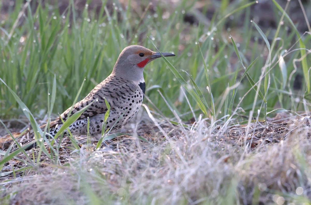 Northern Flicker - ML618539865