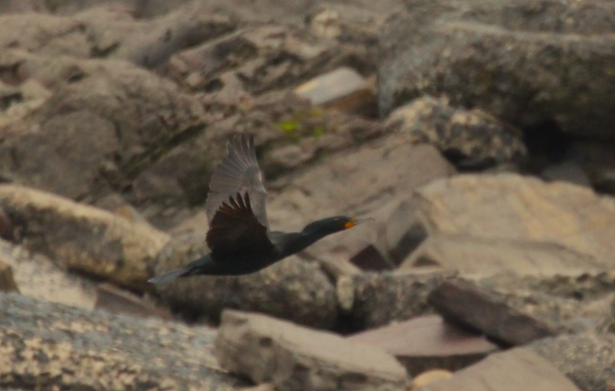 Double-crested Cormorant - ML618539897