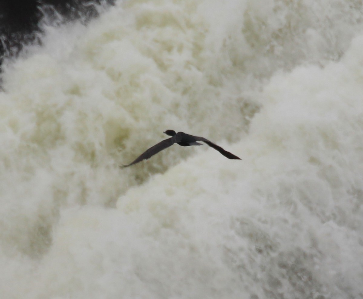 Double-crested Cormorant - ML618539901