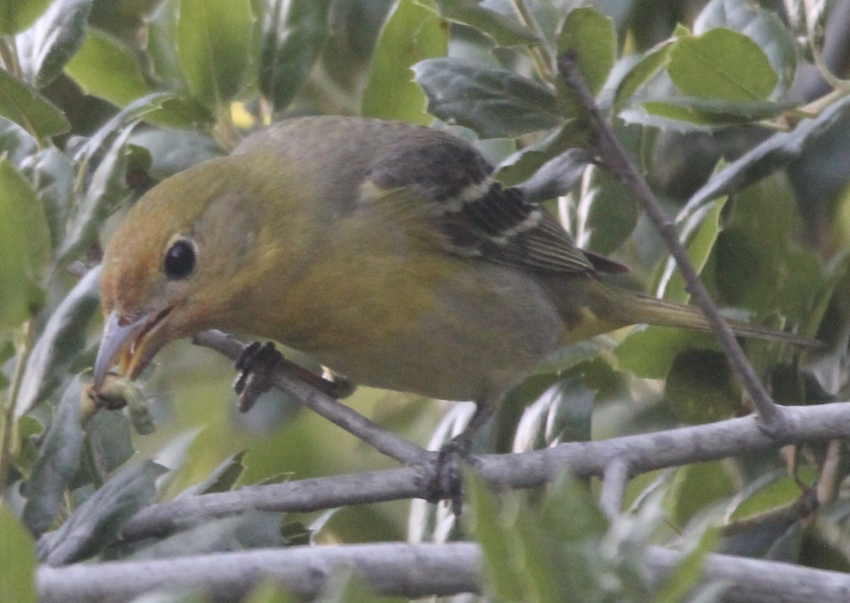 Western Tanager - ML618539910