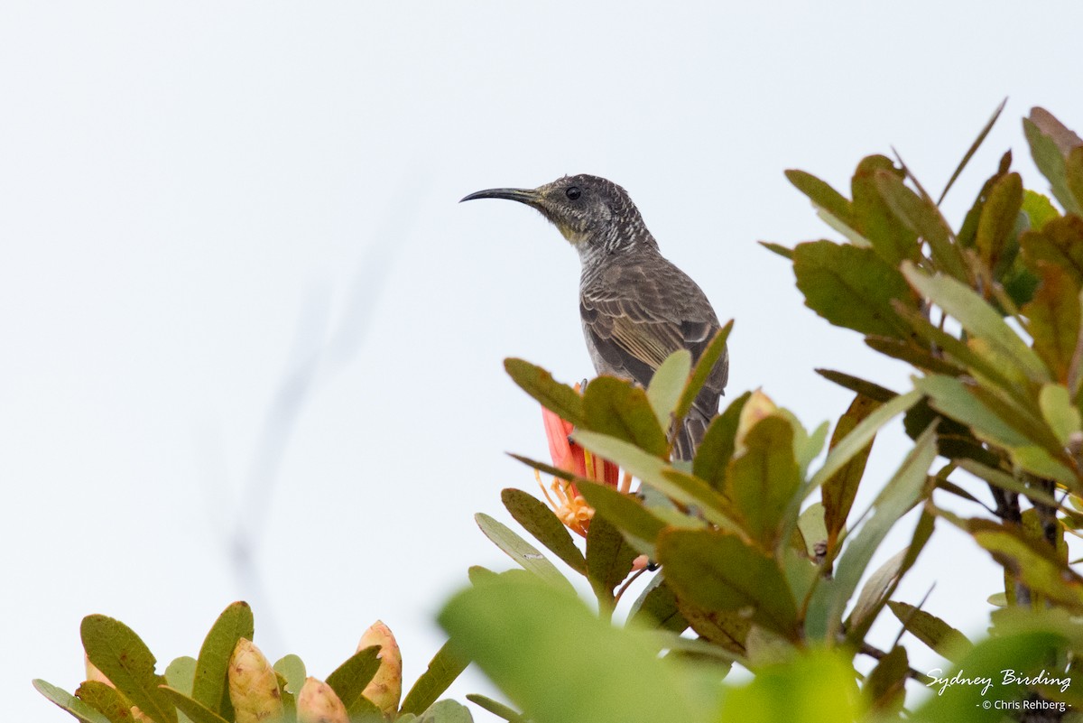 Barred Honeyeater - Chris Rehberg  | Sydney Birding