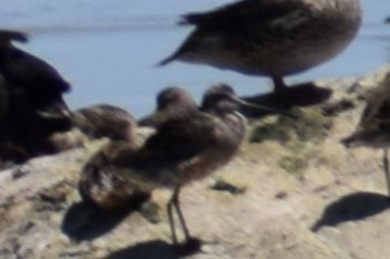 Long-billed Dowitcher - Pamela Carney