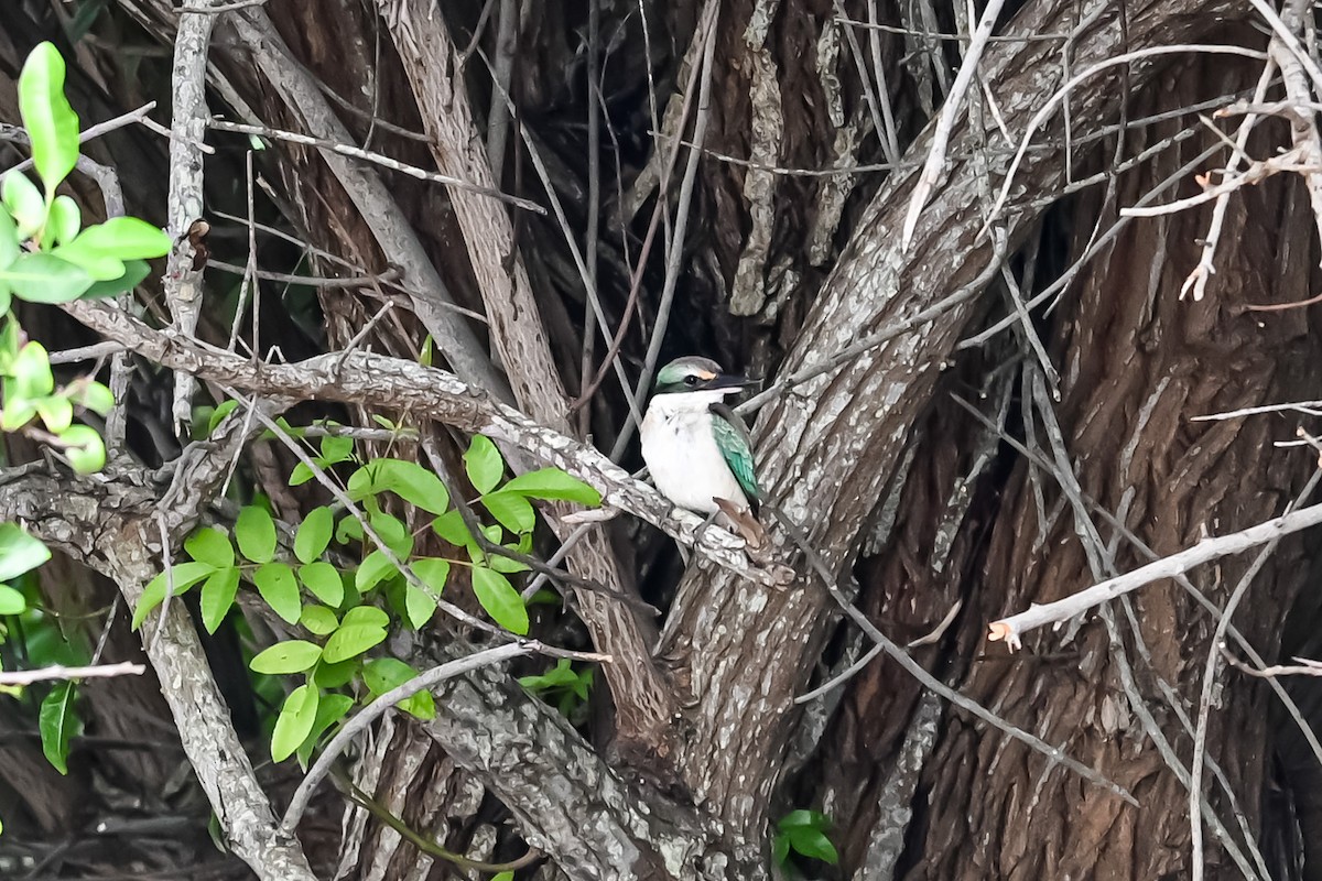 Sacred Kingfisher - ML618539917