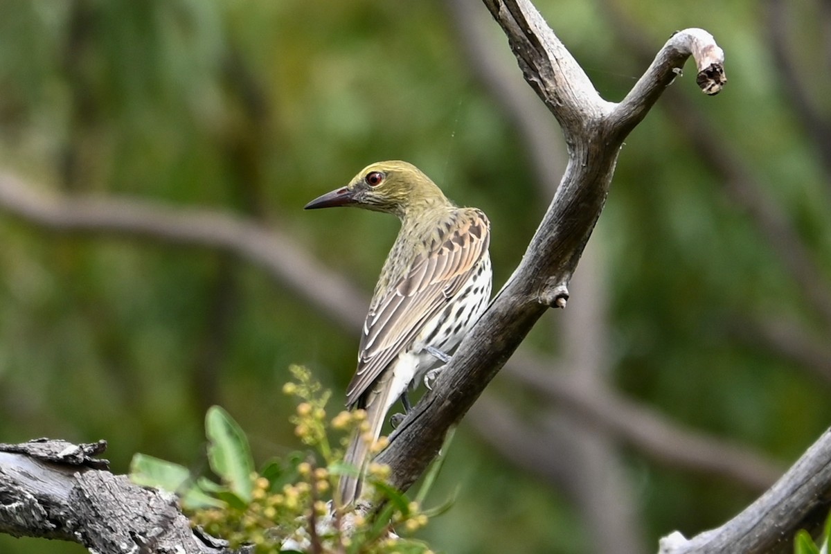 Olive-backed Oriole - Steve Ryan