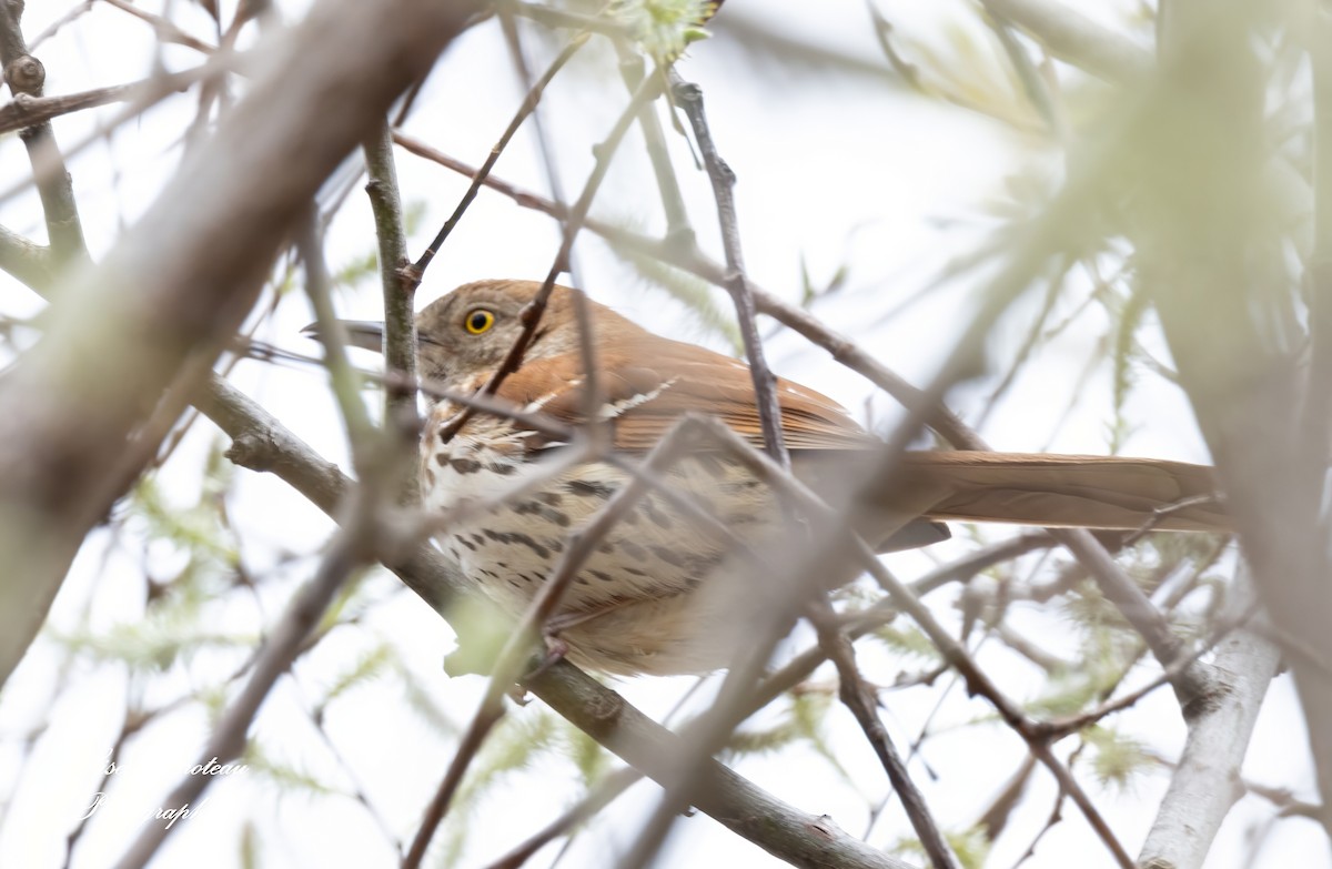 Brown Thrasher - Lisette Croteau