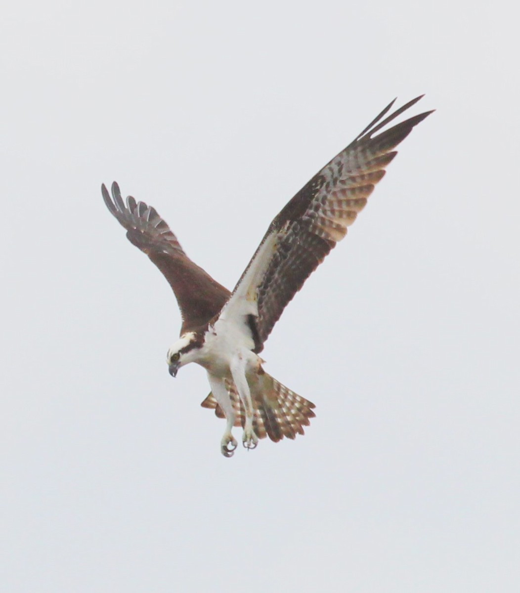 Osprey - ML618539962