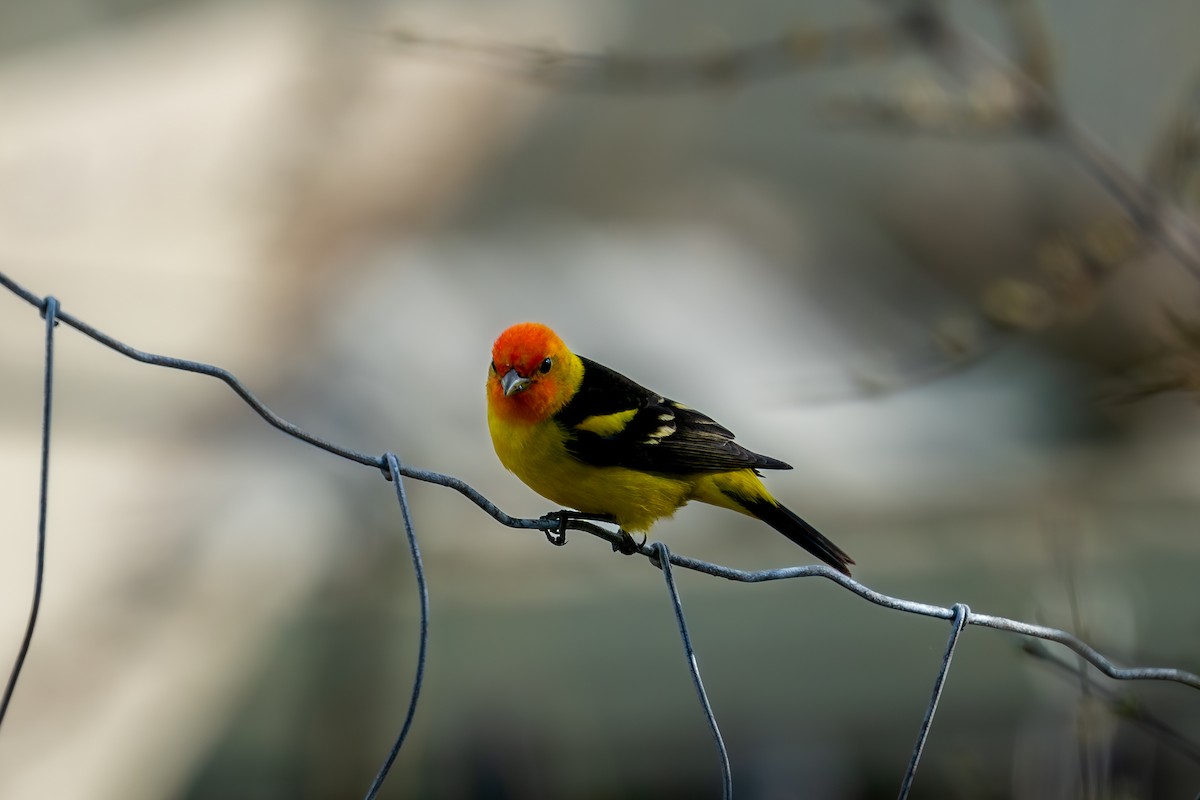 Western Tanager - ML618539966