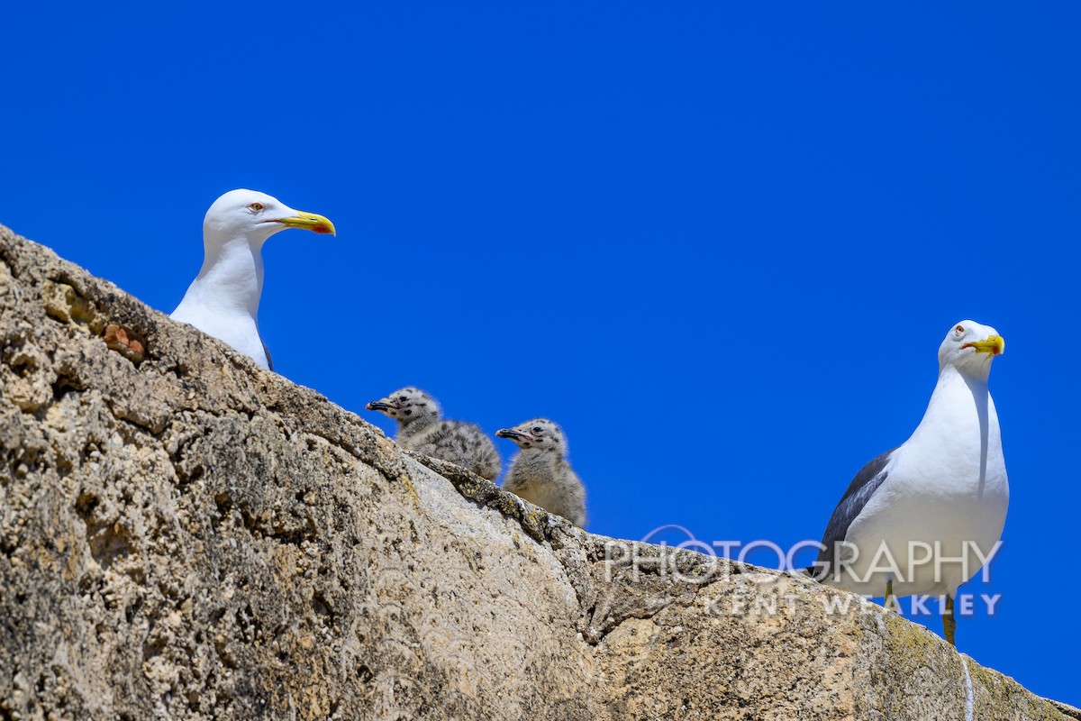 Yellow-legged Gull - Kent Weakley