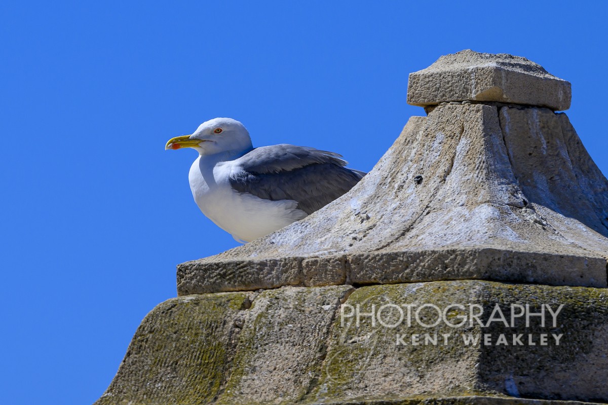 Yellow-legged Gull - Kent Weakley