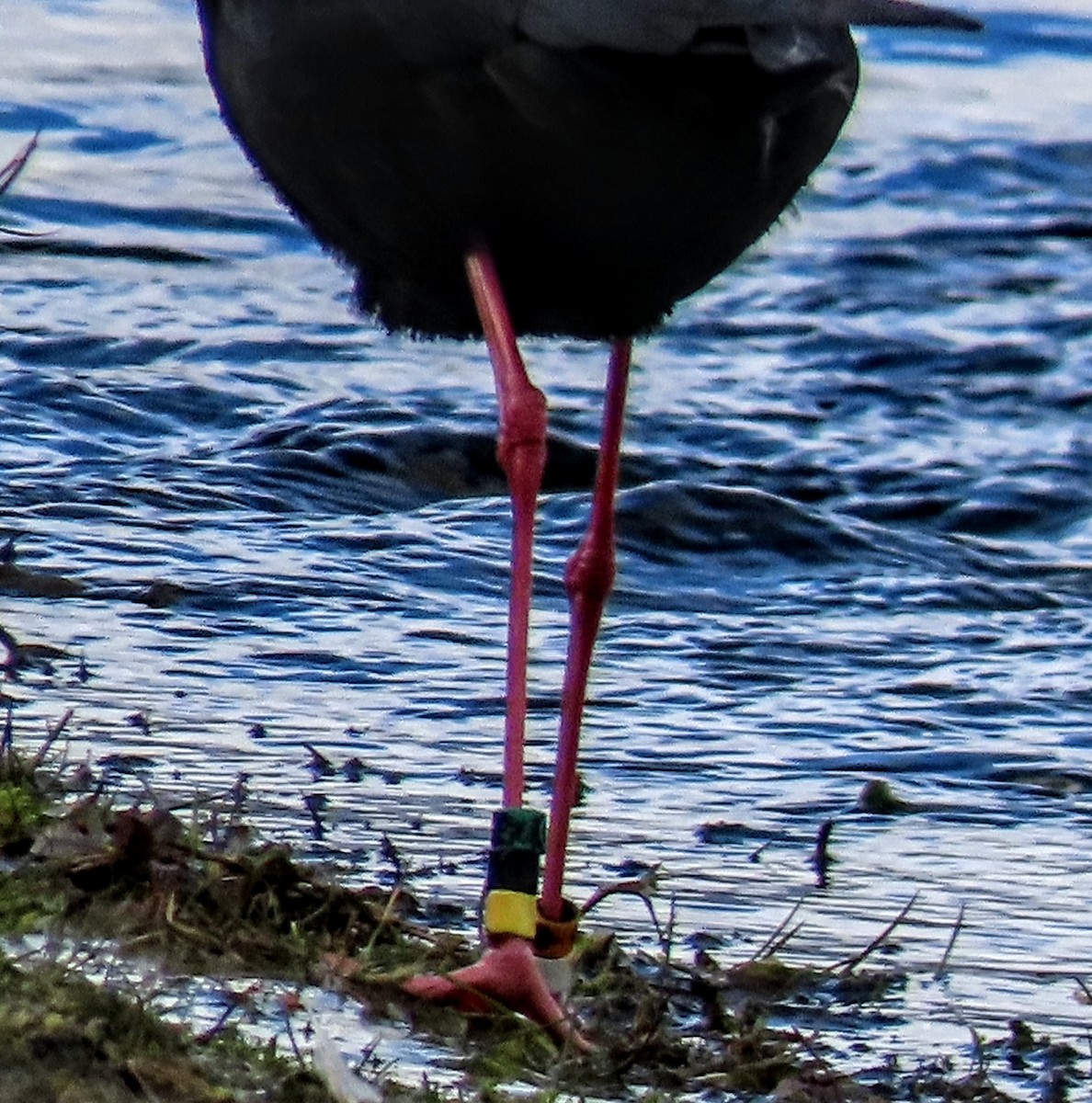 Black Stilt - ML618540039