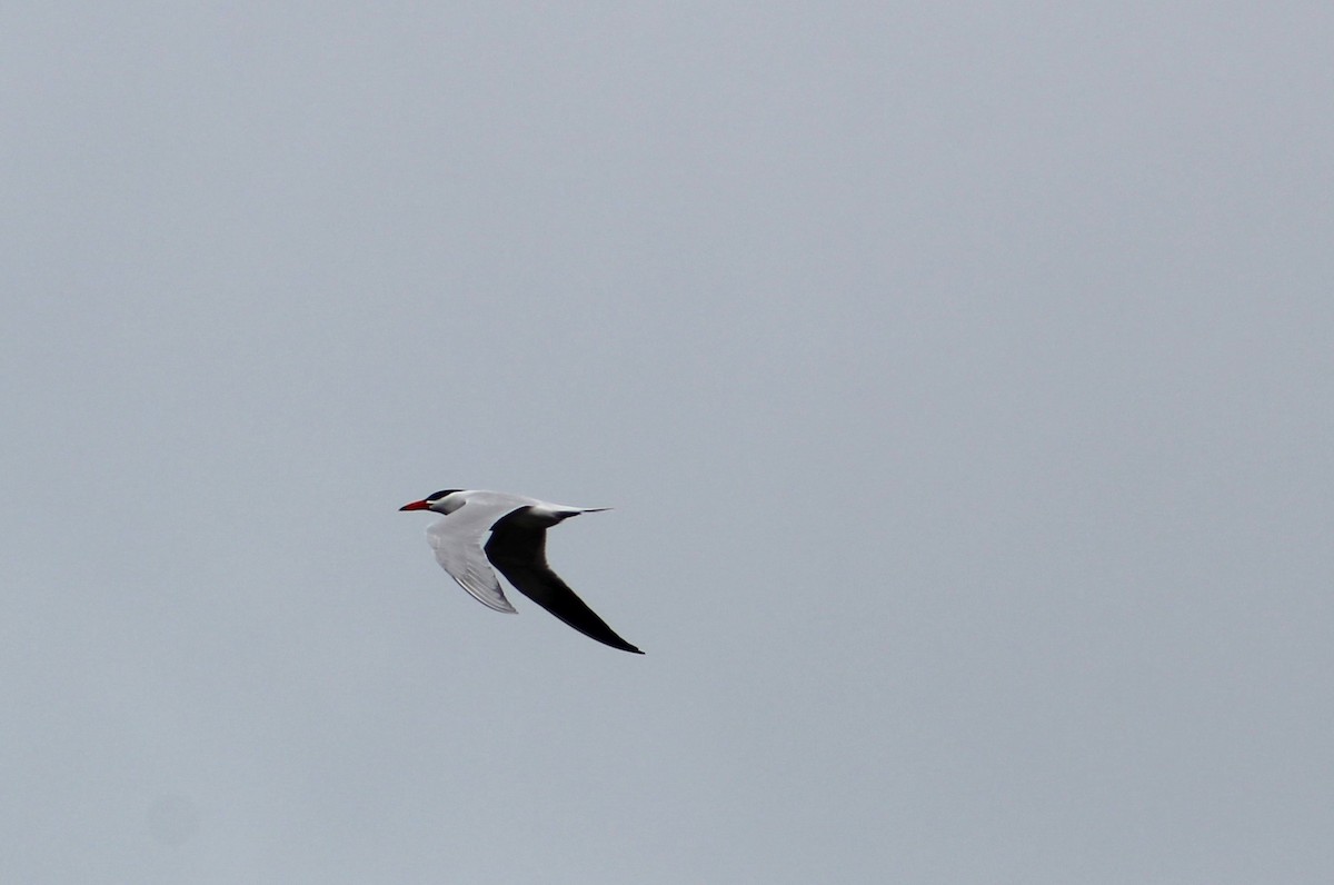 Caspian Tern - Savannah Messinger (Sexton)