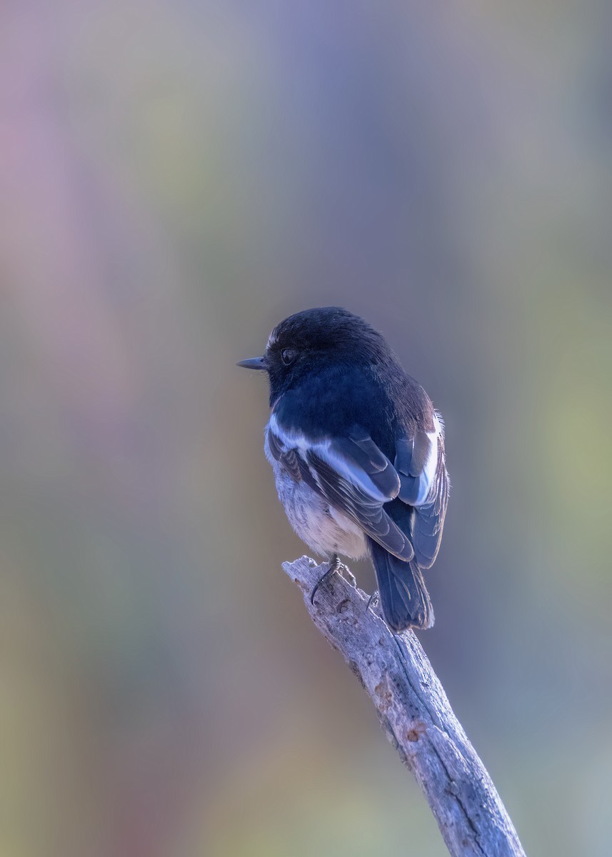 Scarlet Robin - Julie Clark