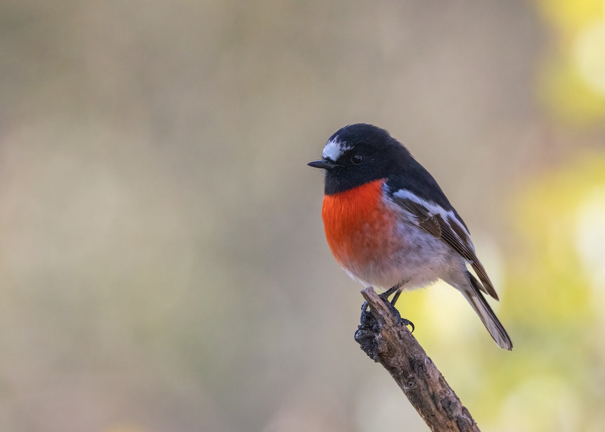 Scarlet Robin - Julie Clark