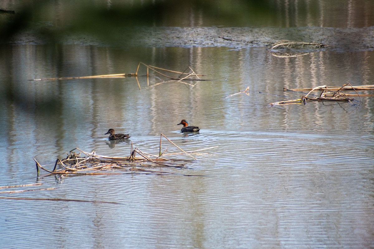 Green-winged Teal - ML618540080