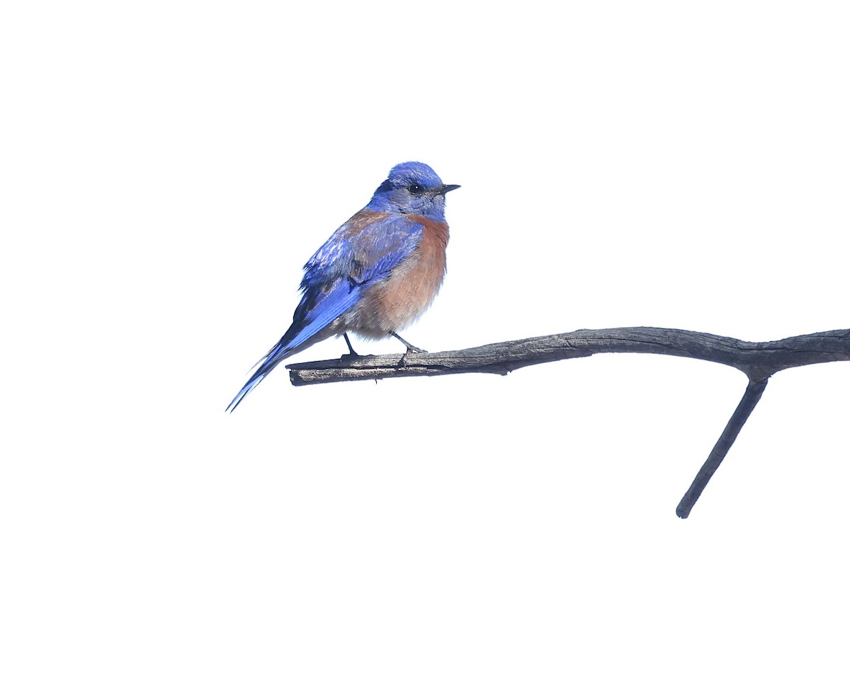 Western Bluebird - Andy Gee