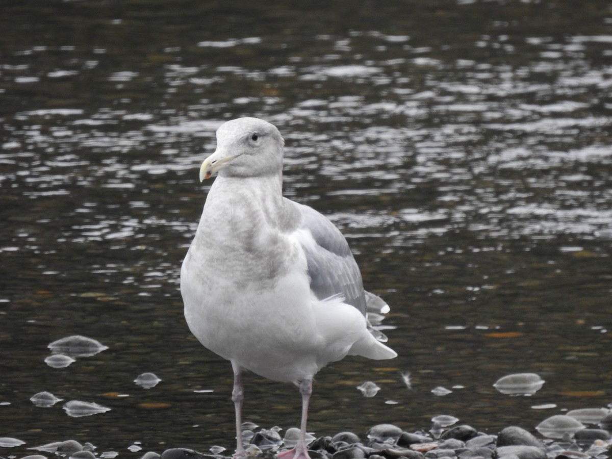 Western x Glaucous-winged Gull (hybrid) - ML618540095