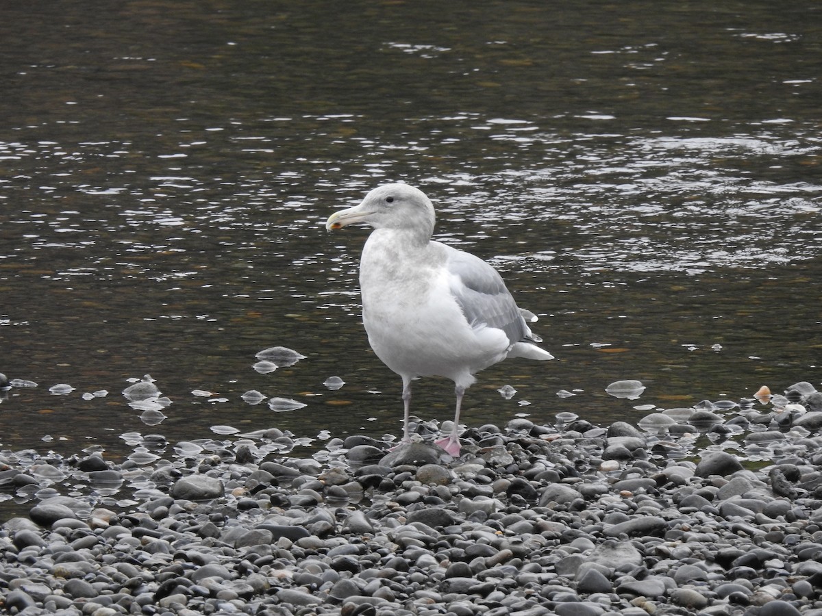 Western x Glaucous-winged Gull (hybrid) - ML618540096