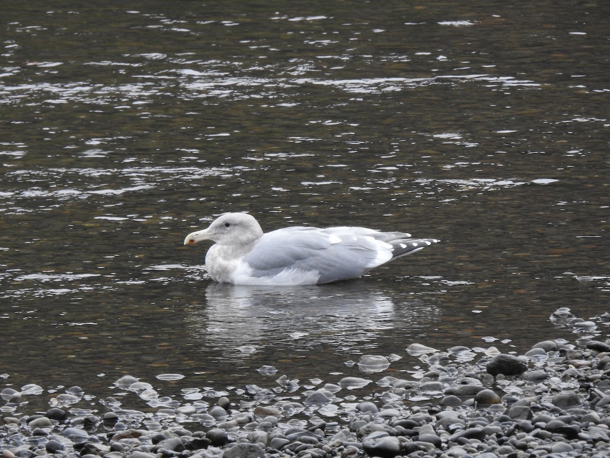 Western x Glaucous-winged Gull (hybrid) - ML618540097