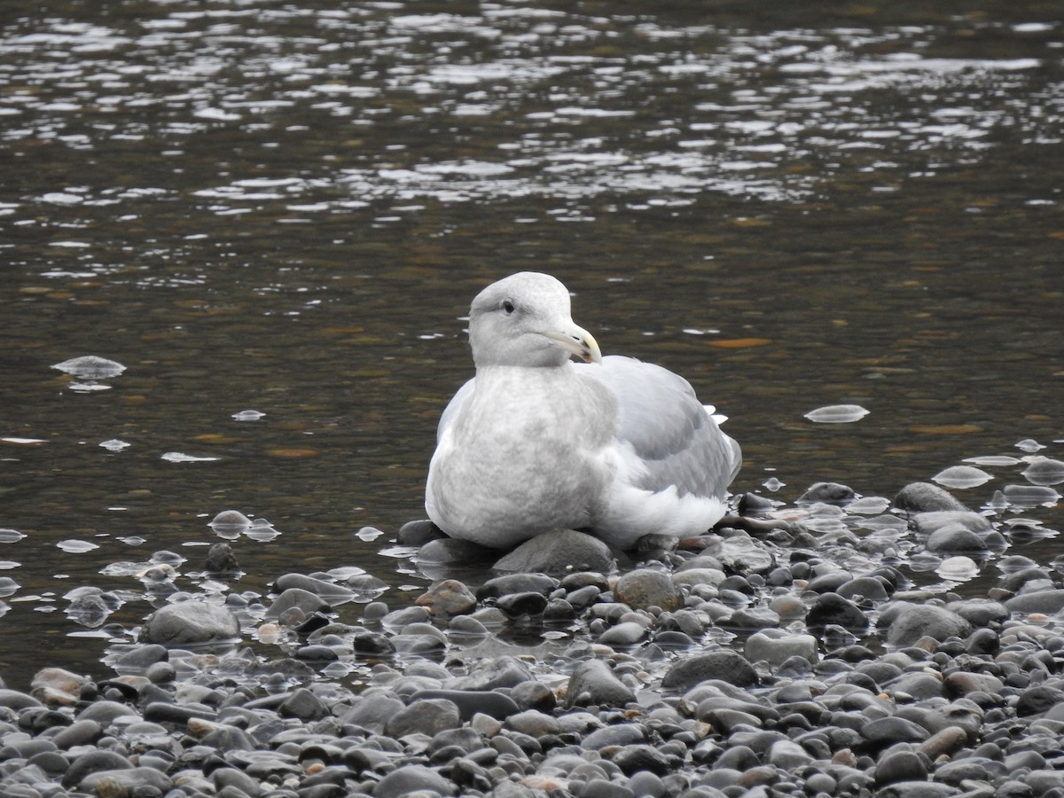 Western x Glaucous-winged Gull (hybrid) - ML618540101