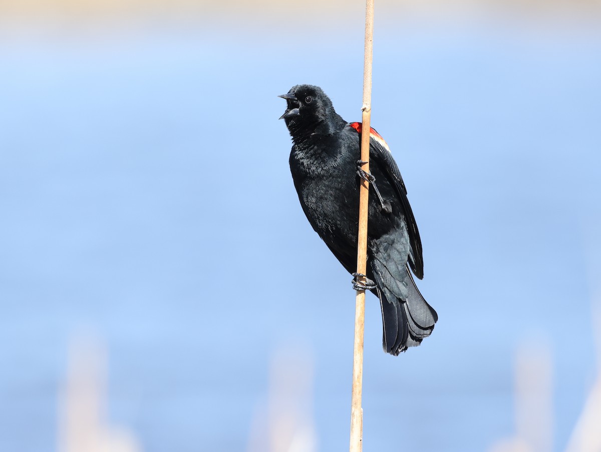 Red-winged Blackbird - Andy Gee