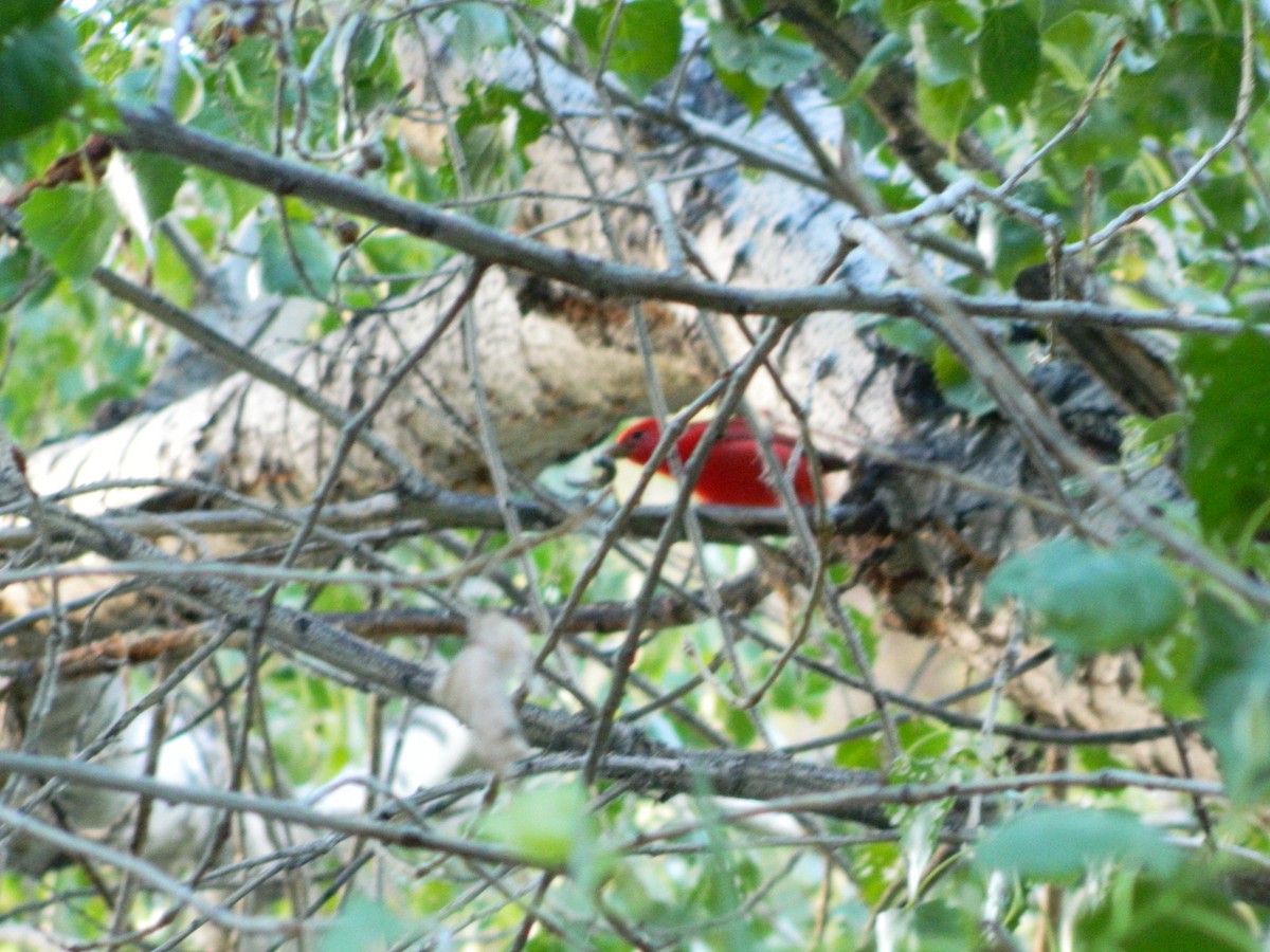 Summer Tanager - Anonymous