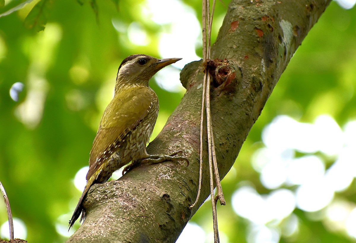 Streak-throated Woodpecker - Suman Biswas