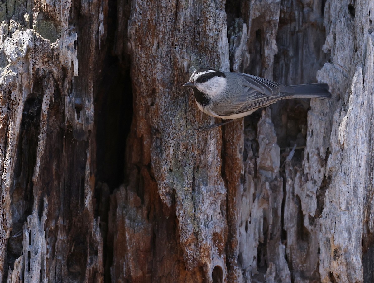 Mountain Chickadee - Andy Gee