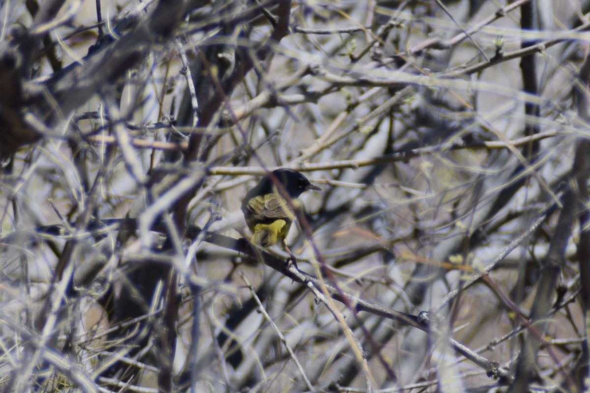 MacGillivray's Warbler - ML618540189