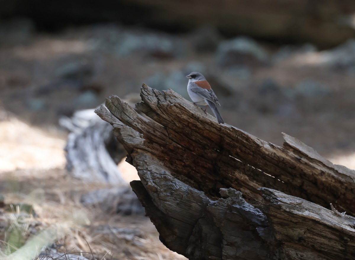 Dark-eyed Junco - Andy Gee