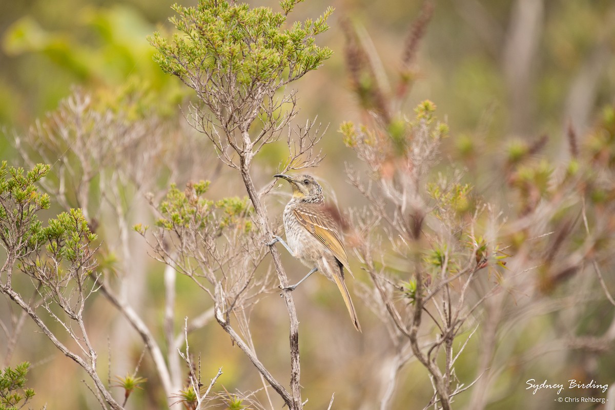 Barred Honeyeater - Chris Rehberg  | Sydney Birding